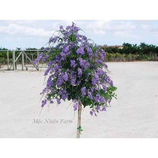 Cây giống hoa chuỗi ngọc thái
