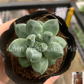 Sen Đá Kim Cương Xanh 💎💎💎 Size Bầu