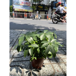 Cây Ngũ Gia Bì mini để bàn, cây dễ chăm sóc cho văn phòng thêm xinh, cây đuổi muỗi
