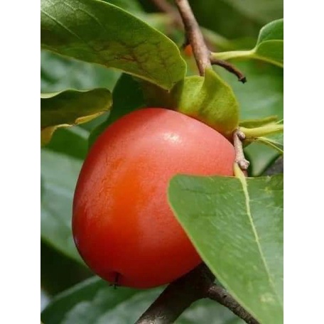 CÂY GIỐNG HỒNG NHÂN HẬU ( giống ghép chuẩn)