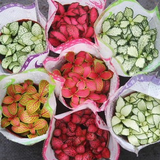 Cây cẩm nhung xinh xắn | Lá may mắn (Chưa chậu)