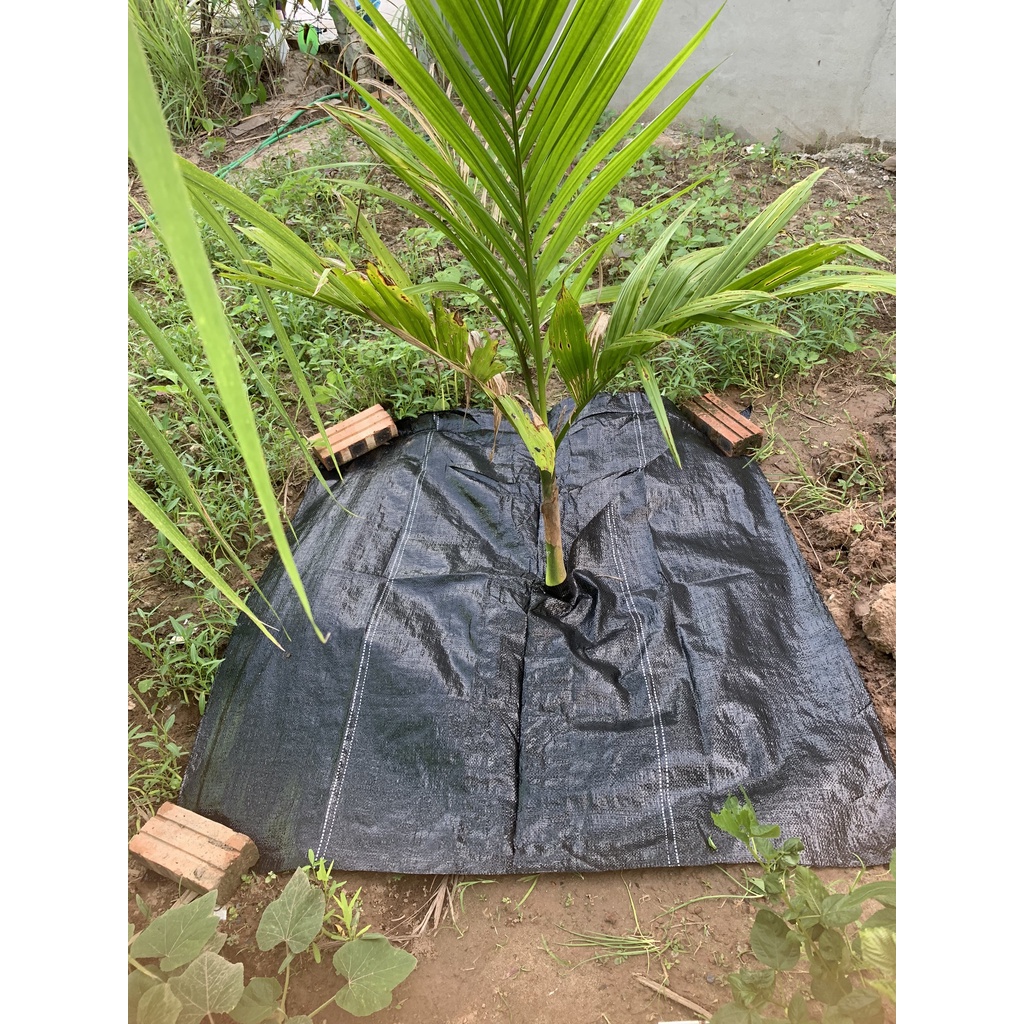 10 TẤM BẠT PHỦ ĐẤT CHỐNG CỎ KHỔ 1.2*1.2m (SHOP BẦU ƯƠM THÔNG MINH, LƯỚI CHE NẮNG,KEO LIỀN SẸO..)