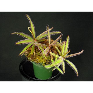 cây bắt mồi , cây ăn thịt, cây gọng vó adelae, drosera adelae