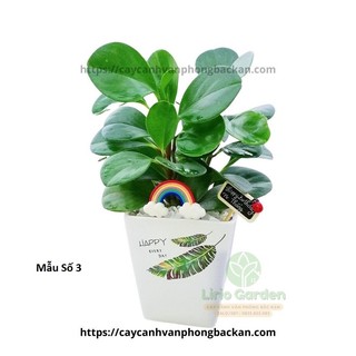 [ Quà Tặng Kèm ] cây trường sinh
