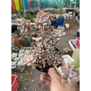 Sen đá pha Lê tím thụ gốc siêu già