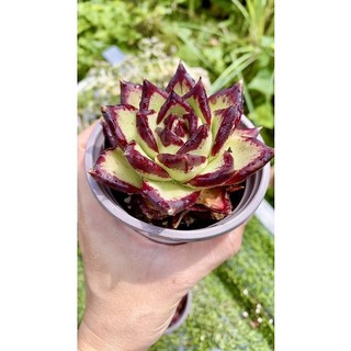 sen đá đế vàng viền đỏ