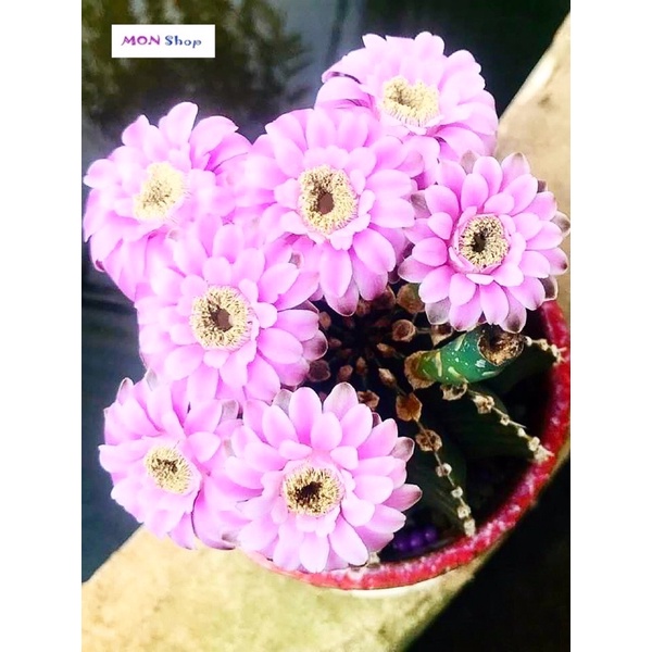 Xương rồng gym vân lem đẹp