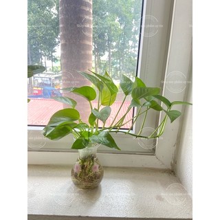 Trầu bà ( 1 thân giống 20cm ảnh cuối)