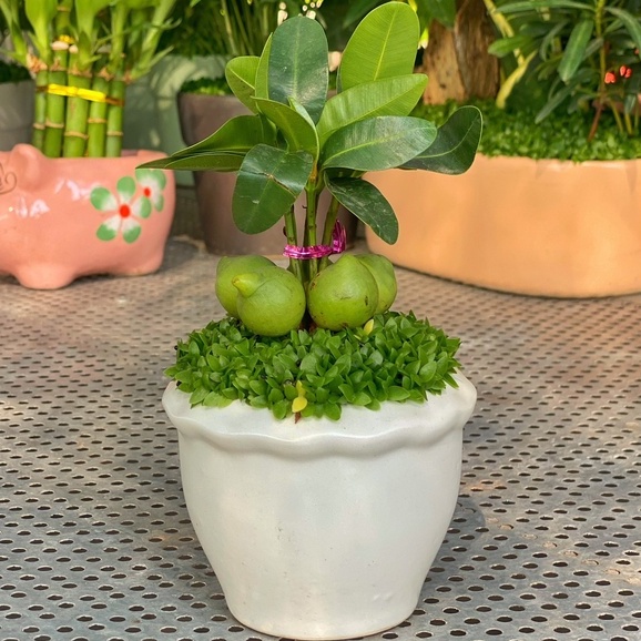 Cây Tài Lộc ngũ hành  chiều cao 10-15cm, cây dễ chăm sóc thích hợp trang trí nội thất, bàn làm việc