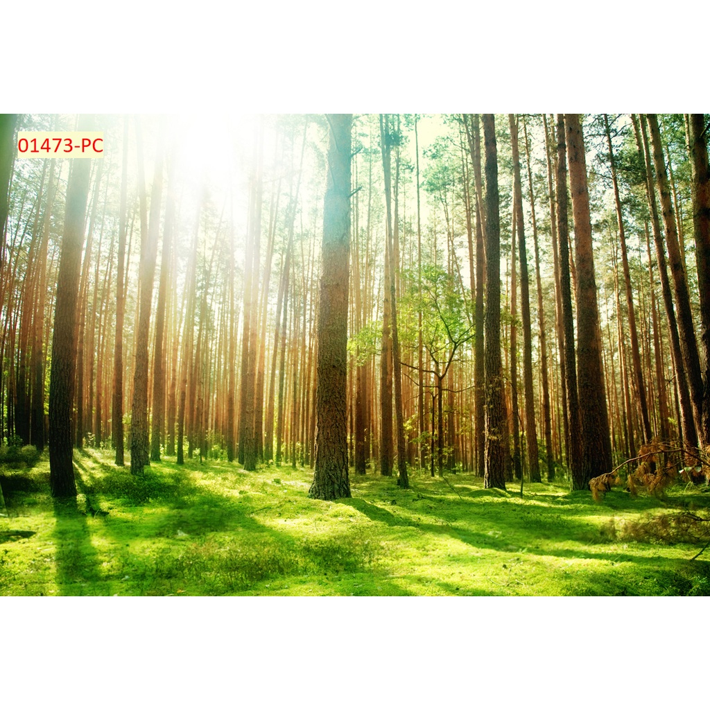 Tranh Hàng Cây Xanh Bằng Vải Lụa 3D Dán Tường chống thấm nước hiệu quả