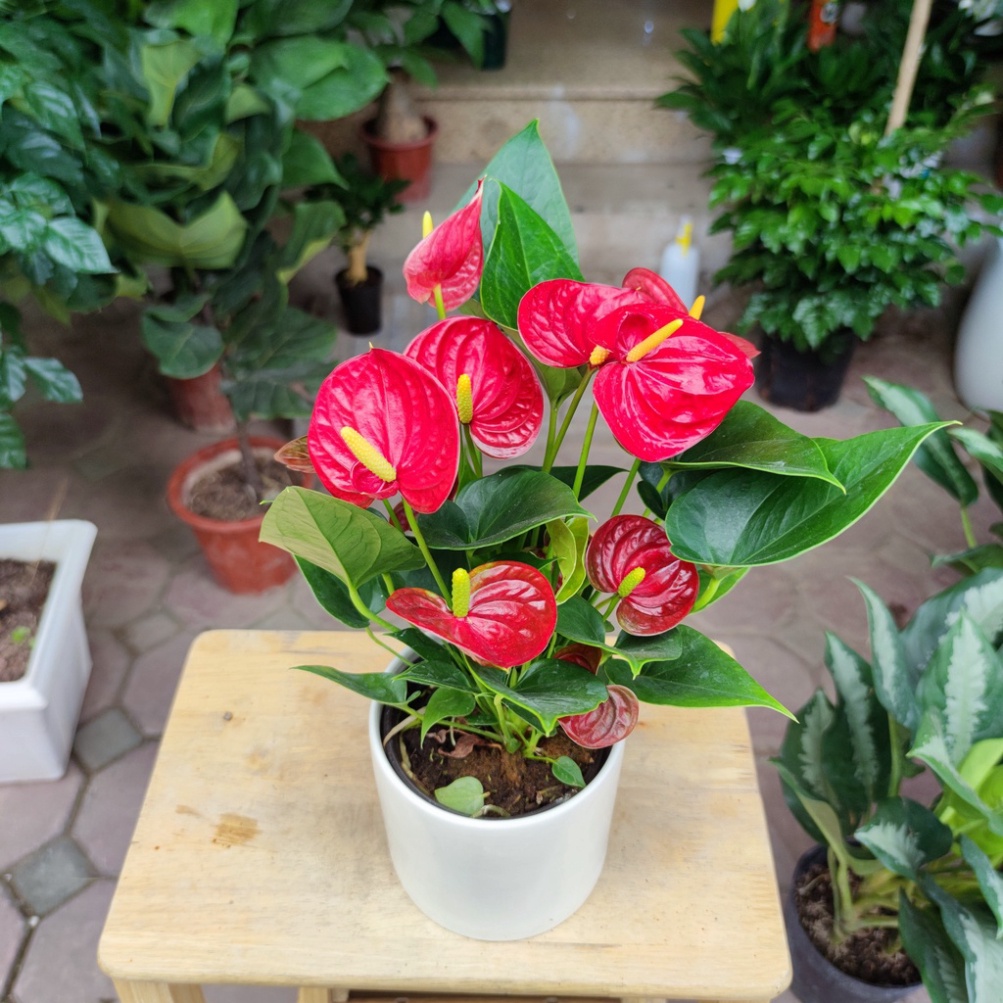 Cây hồng môn đỏ để bàn cực xinh nhiều hoa ,cây phong thủy tài lộc cao 35cm