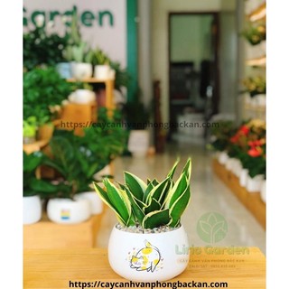 [ Quà Tặng Kèm ] Cây lưỡi hổ thái viền vàng