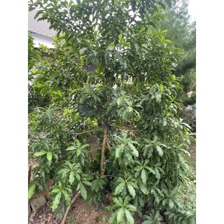 Vú Sữa Hoàng Kim Đã Có Trái - Mọi người bỏ ít thời gian ra đọc mô tả trước khi đặt hàng ạ.