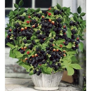 Cây mâm xôi(1 cây giống 25cm)