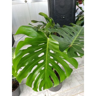 Trầu bà Lá Xẻ Nam Mỹ- Monstera deliciosa(tặng kèm phân bón)