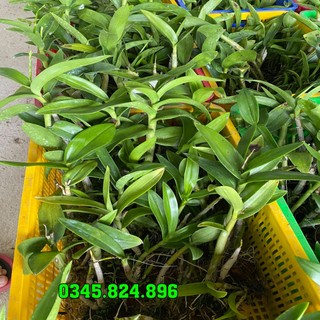 Lan Denro hàng dạt thanh lý