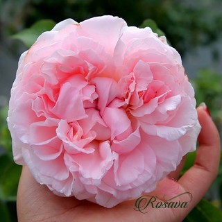 Hoa hồng Miranda rose - hồng bụi, hoa to