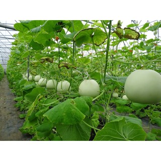 Hạt giống dưa lê siêu ngọt ( tặng phân bón , kích mầm ) .