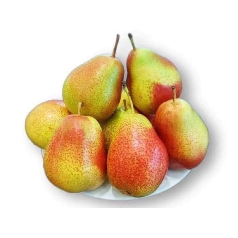 Cây giống Lê Nam Phi