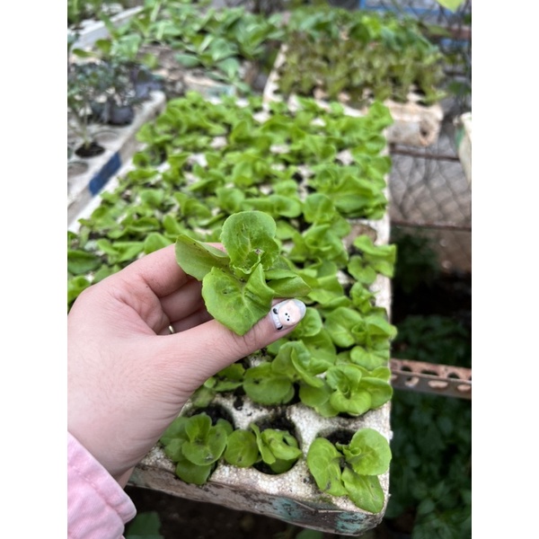 Combo 10 cây con xà lách Búp