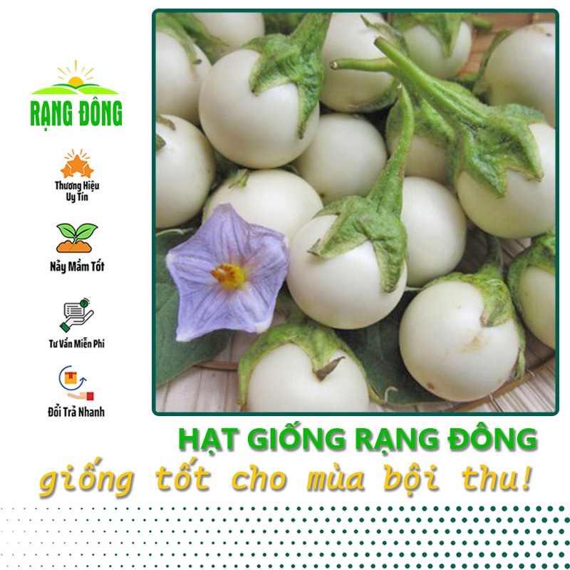 Hạt giống Cà Pháo Trắng siêu trái, dễ trồng, dễ chăm sóc - Hạt giống Rạng Đông