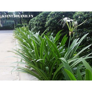 CỦ BẠCH TRINH BIỂN( CỦ NHƯ HÌNH ĐĂNG)
