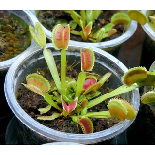 Cây Bẫy Kẹp  venus flytrap G16 size lớn