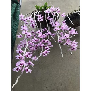 lan phi điệp tím hàng ki năm 1