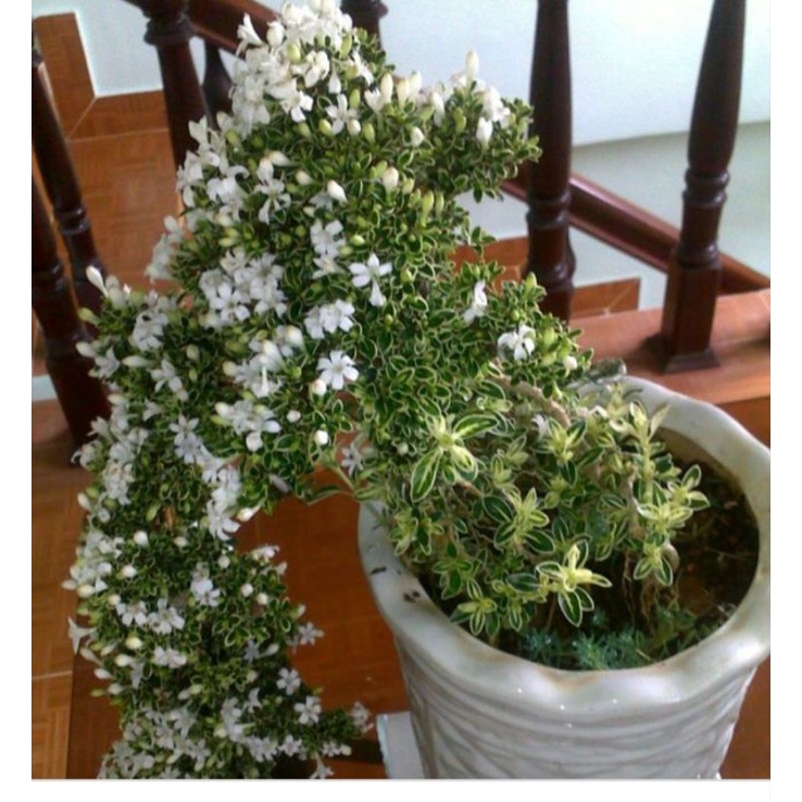 Cây Bạch tuyết mai