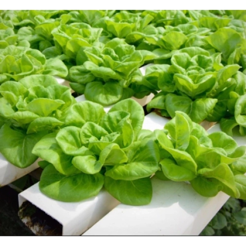 Hạt Giống Rau Xà Lách Búp RaDo 534  Hạt Giống Rạng Đông