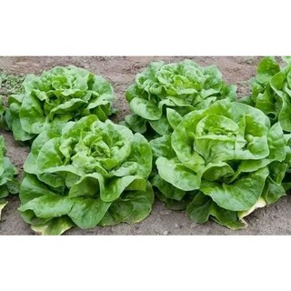 Hạt Giống Rau Xà Lách đăm- xà lách búp cuộn cây to