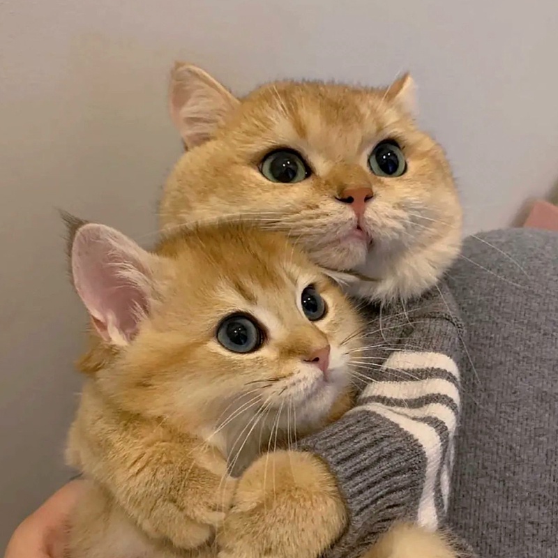 Áo Len Giữ Ấm Cho Thú Cưng Chó Mèo