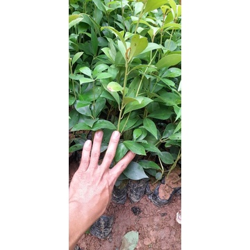 cây hồi giống ( combo 10 cây 100k)
