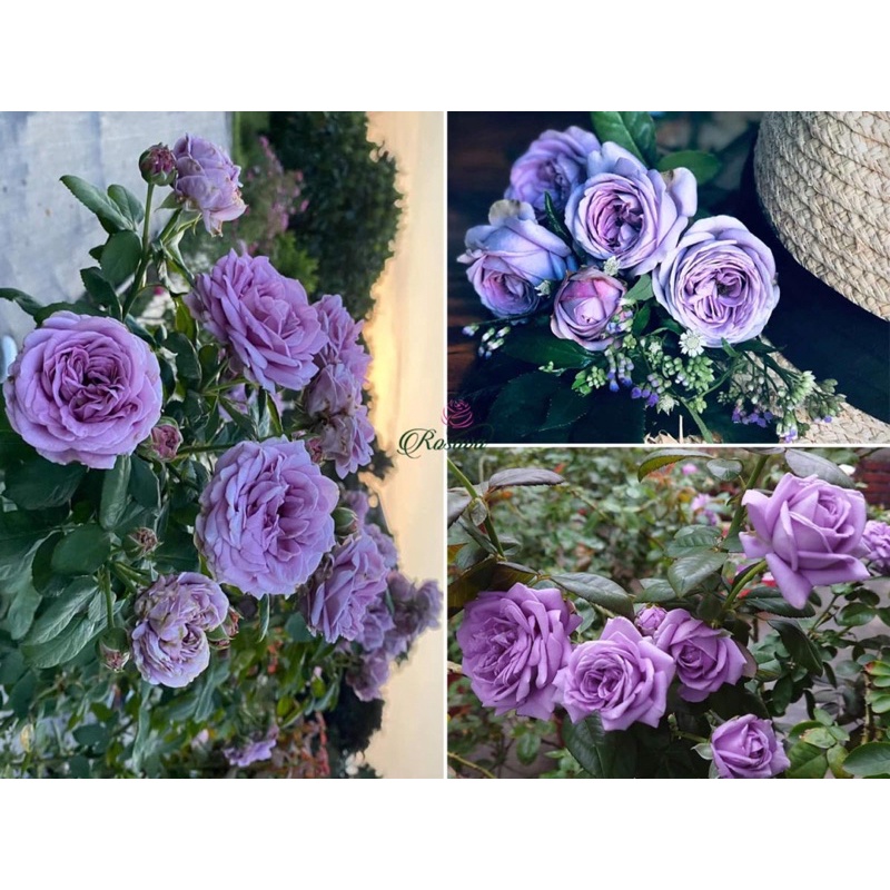Hoa hồng Kinda blue Rose - hồng bụi, hoa to, màu tím