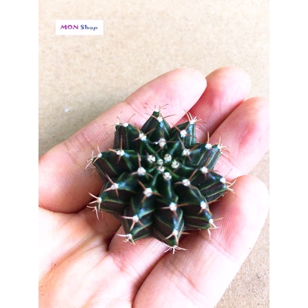 Xương rồng gym vân lem đẹp