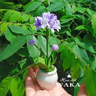 Hoa Đất Sét Mini- ALIUM
