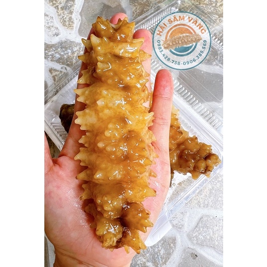 HẢI SÂM GAI VÀNG (10-15con/kg)Khay 500gram