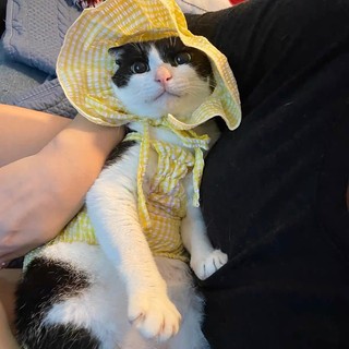Đầm Caro Cho Thú Cưng - PET0110