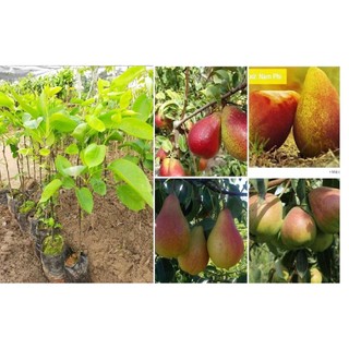 Cây Giống Lê Đỏ Nam Phi, Cây Lê Đỏ, Lê Nam Phi