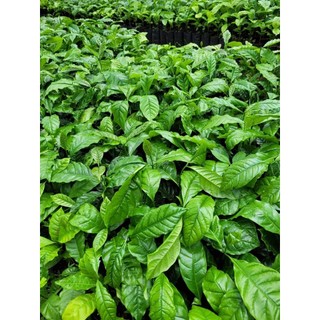 cây cà phê arabica ( chuẩn giống arabica)