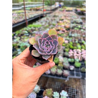 sen đá Bắp cải aurora purple size nhỏ 4-4,5cm, đẹp dữ lắm😘, hư 1 đổi 1