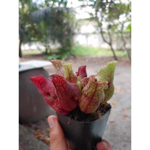 Cây Hoa Ăn Thịt, Cây Bắt Mồi Hố Bẫy Lùn Purpur Dưỡng Đẹp Khỏe Hoa Tết Đẹp Dễ Trồng Gói Hàng Kỹ Lưỡng
