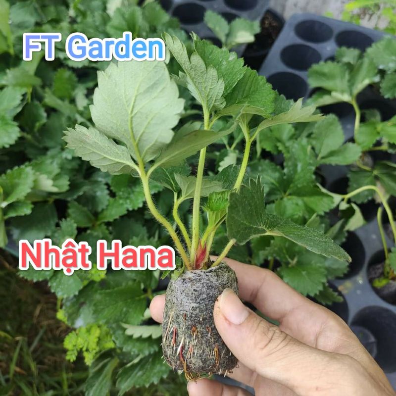 Cây giống dâu tây Anh Đào, Hàn, Nhật, Pháp, Mỹ, New, Bạch Tuyết - cây ngó
