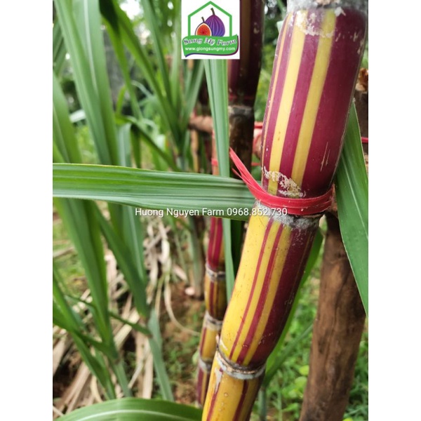 2 cành Giống Mía sọc kẹo Hawai 0.5 m