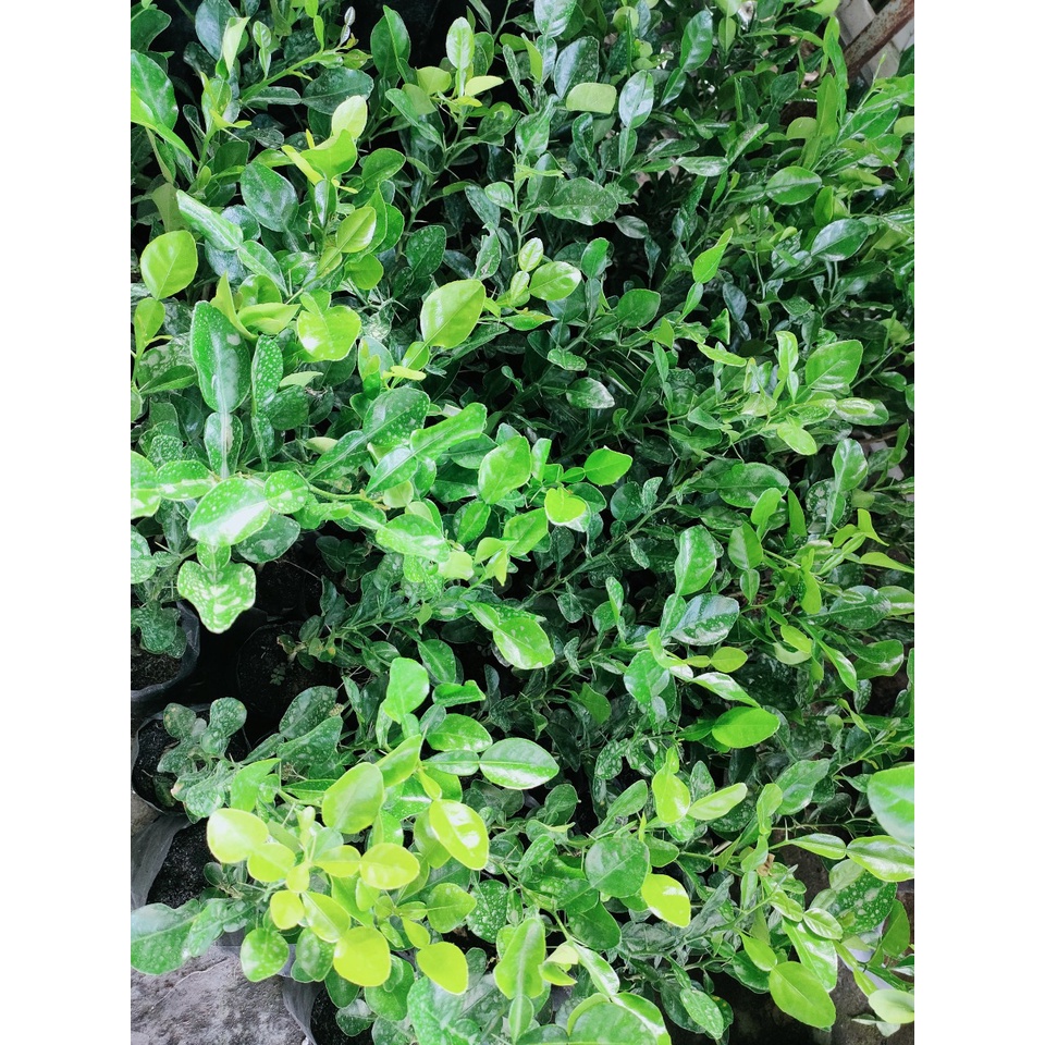 Cây chanh thái. cây chúc,cây lá số 8 giá 20k/cây