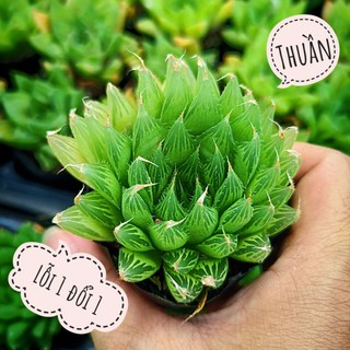 sen đá dạ quang lá dài🍏 |FREESHIP| 🔥 XỨ NÓNG, ĐÃ THUẦN KHÍ HẬU, KHOẺ ĐẸP 🍏 LỖI 1 ĐỔI 1