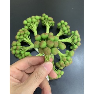 Nụ hồ điệp 1 bó 25 cái