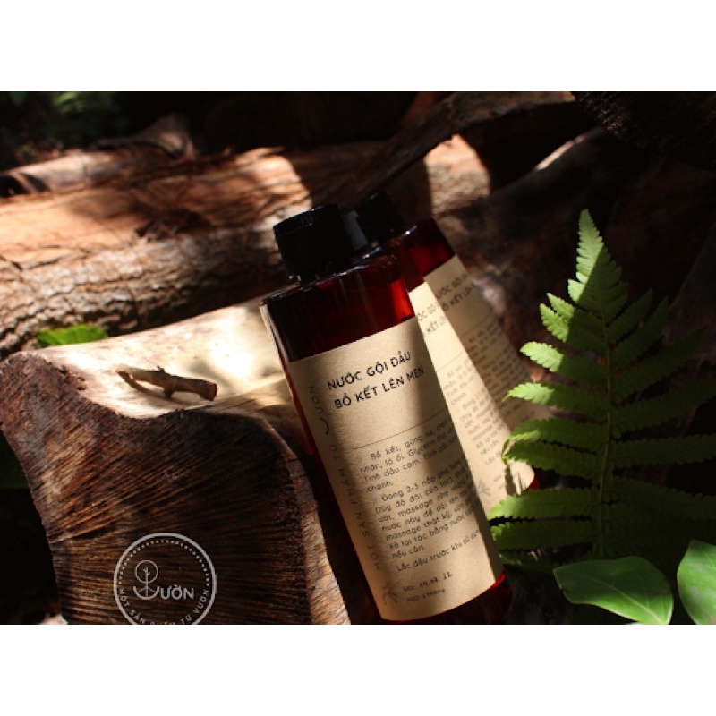 Nước gội đầu bồ kết lên men