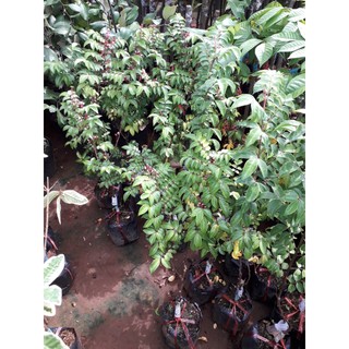 Cây giống khế chua trồng chậu .