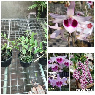 Giò hoa lan phi điệp tím chumoray hàng thuần chậu